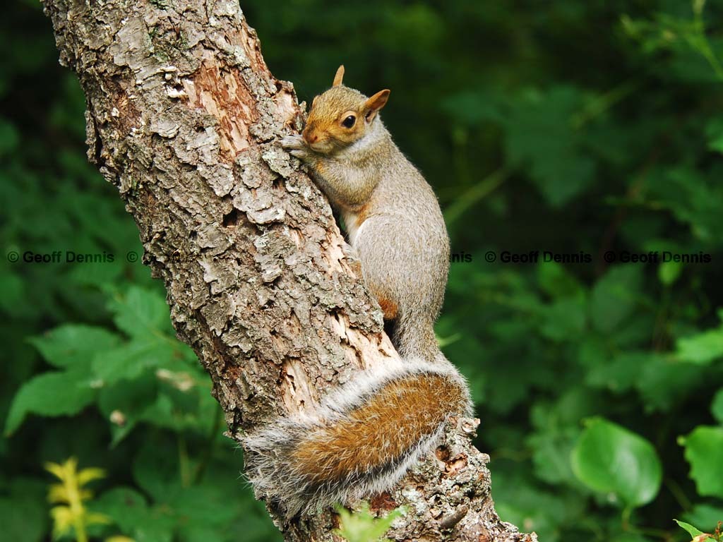 Gray-Squirrel-AD