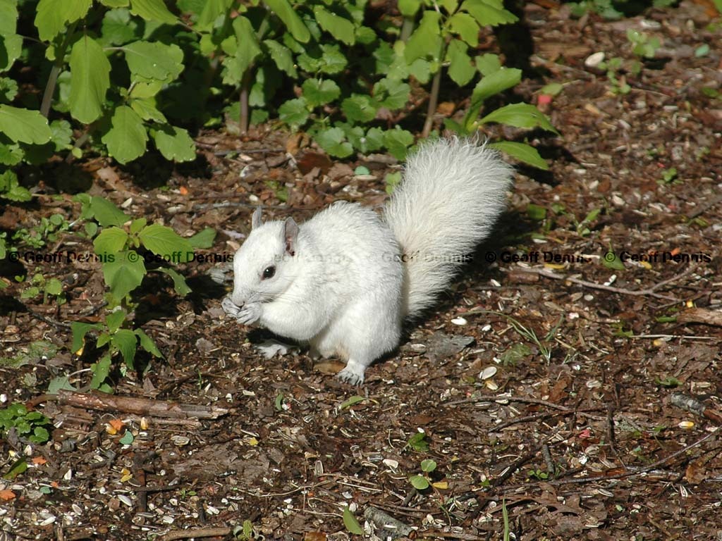 Gray-Squirrel-AE