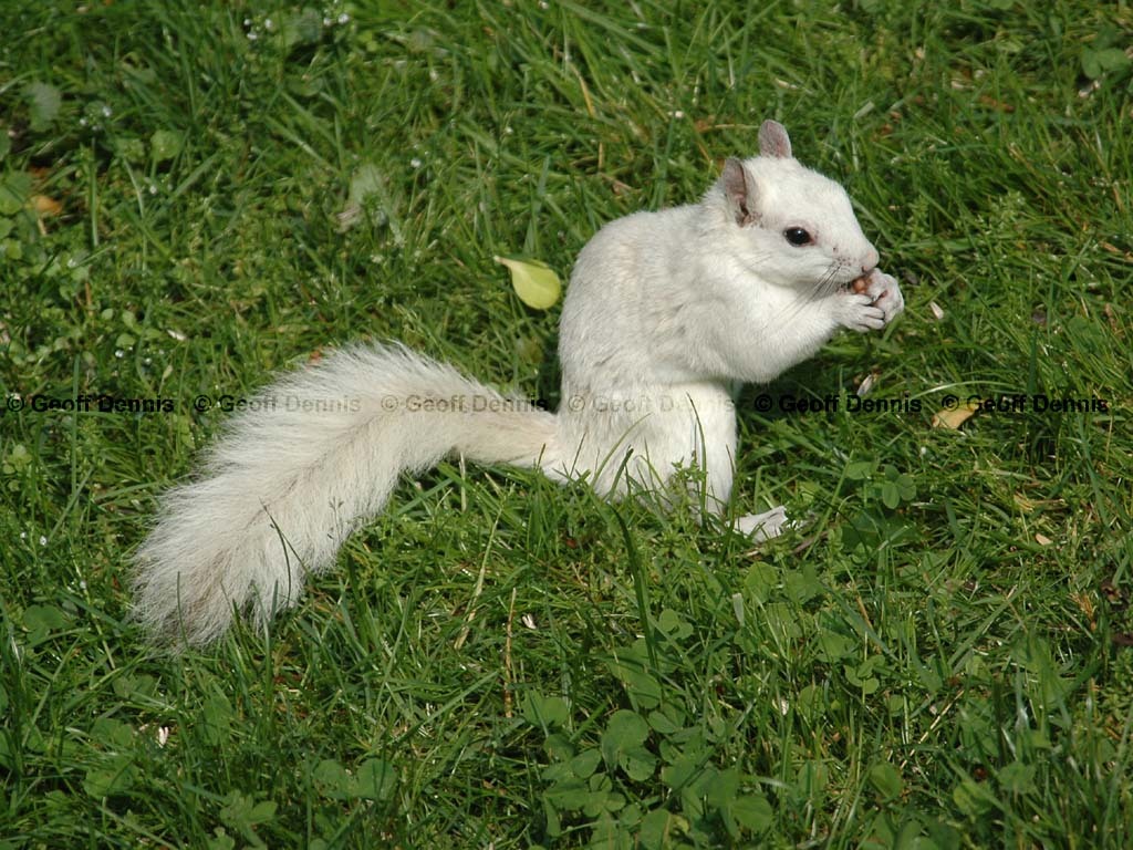 Gray-Squirrel-AF