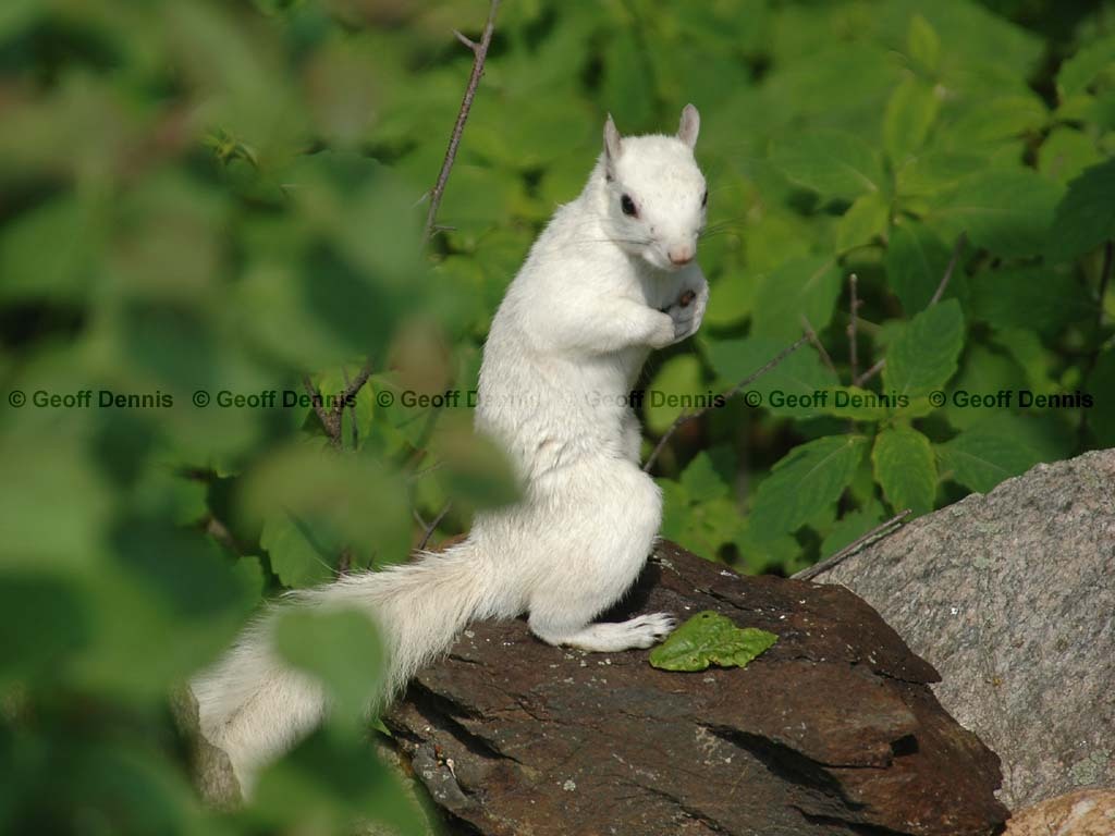Gray-Squirrel-AG