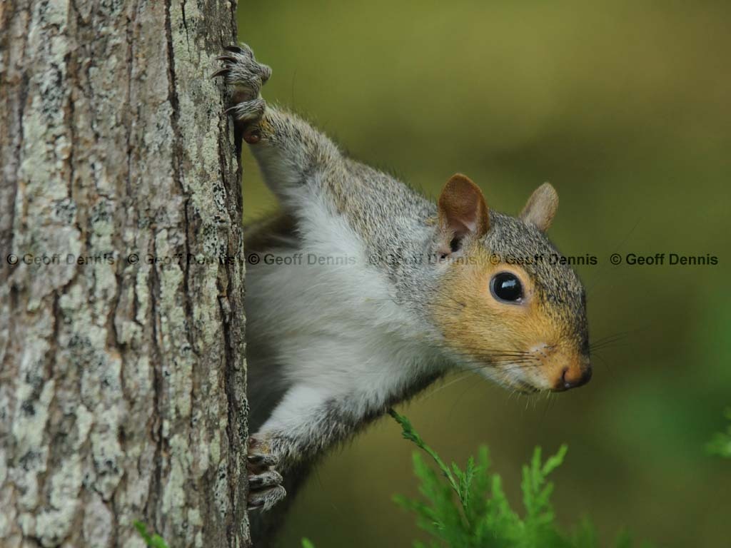 Gray-Squirrel-AH