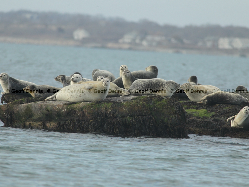 Harbor-Seal-AA