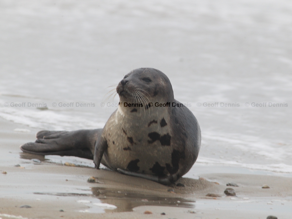 Harbor-Seal-AB