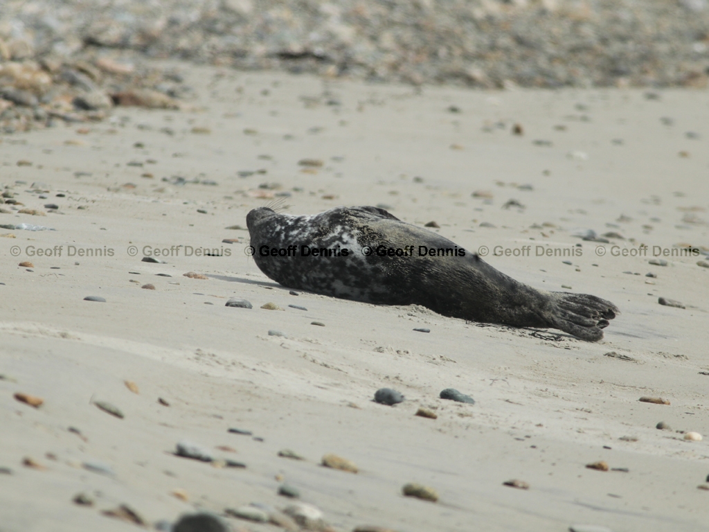 Harbor-Seal-AC