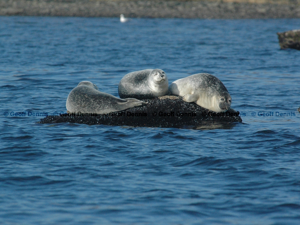 Harbor-Seal-AD