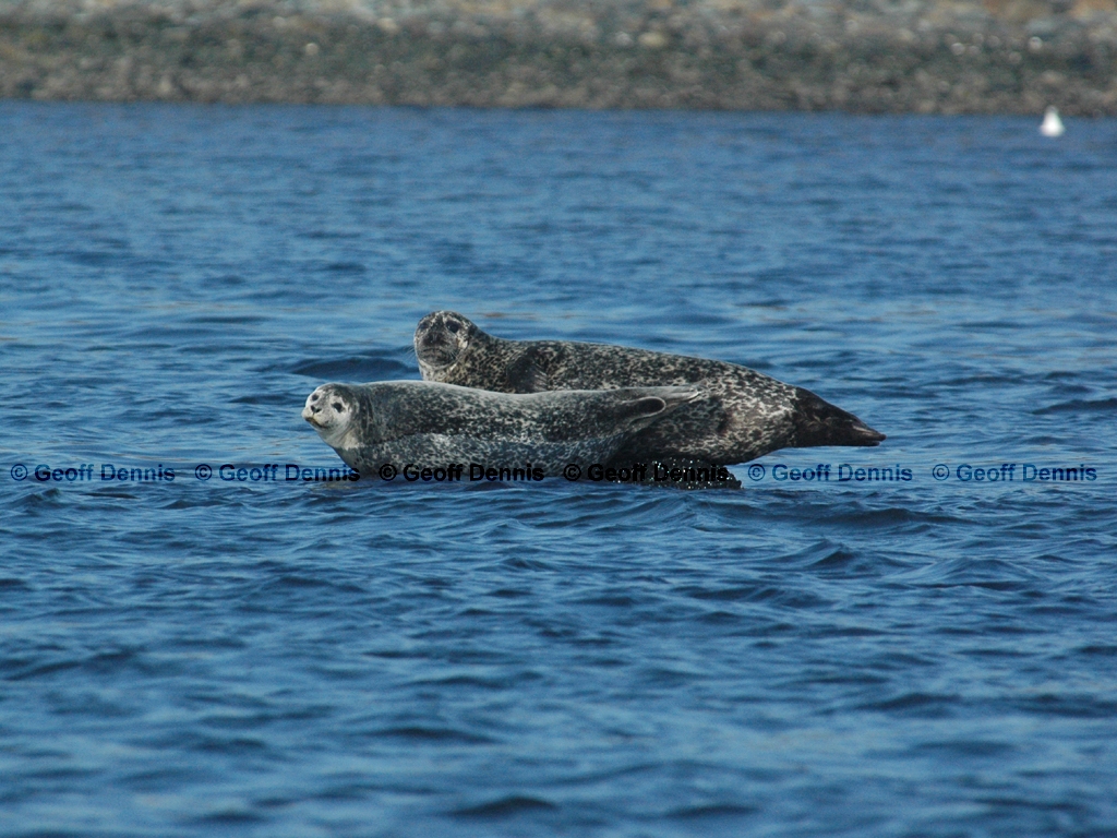 Harbor-Seal-AE