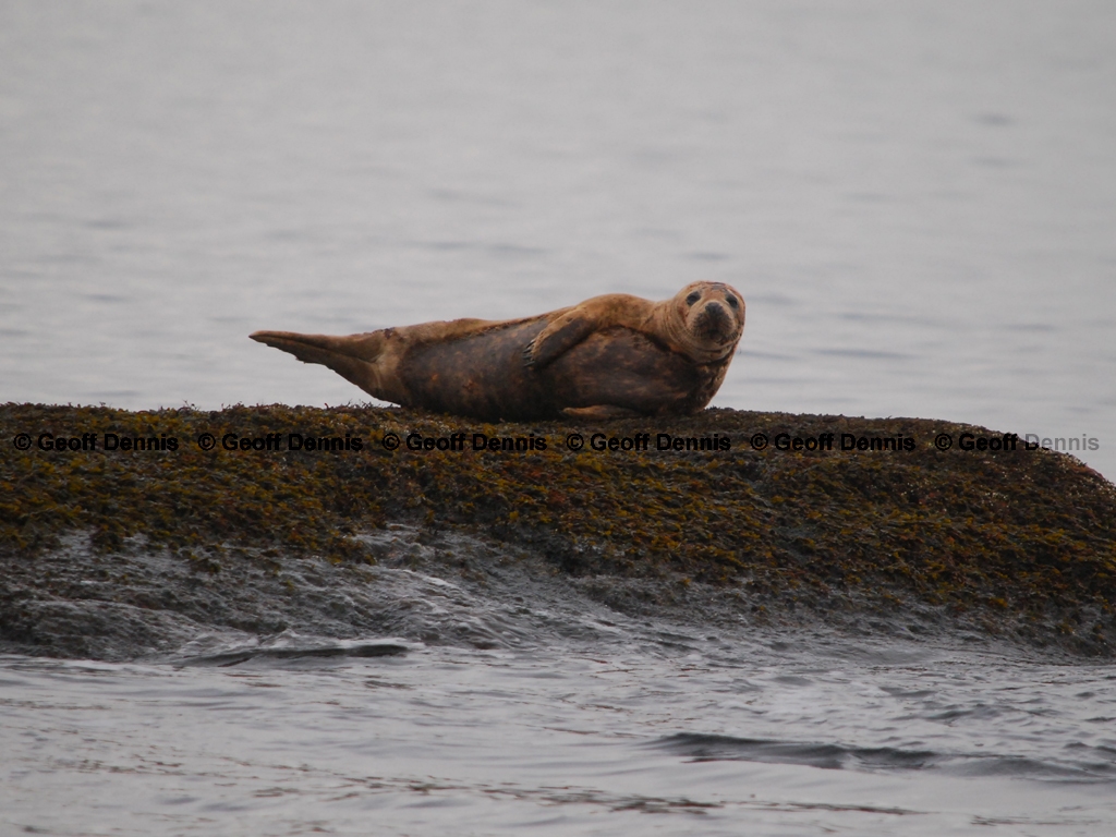 Harbor-Seal-AF