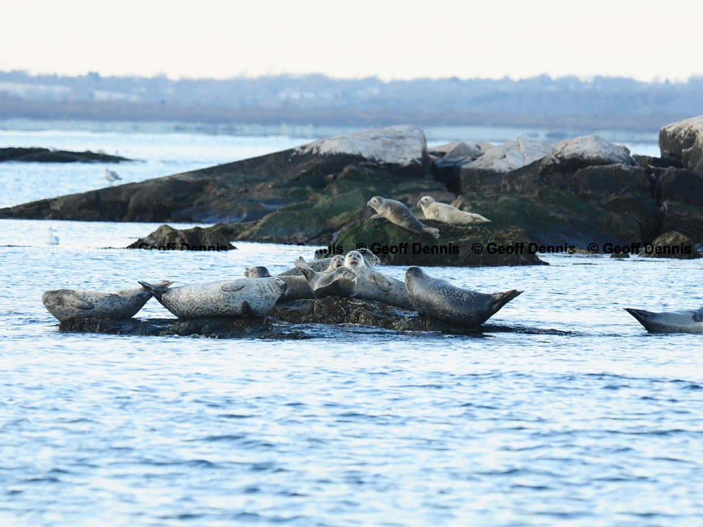 Harbor-Seal-AG