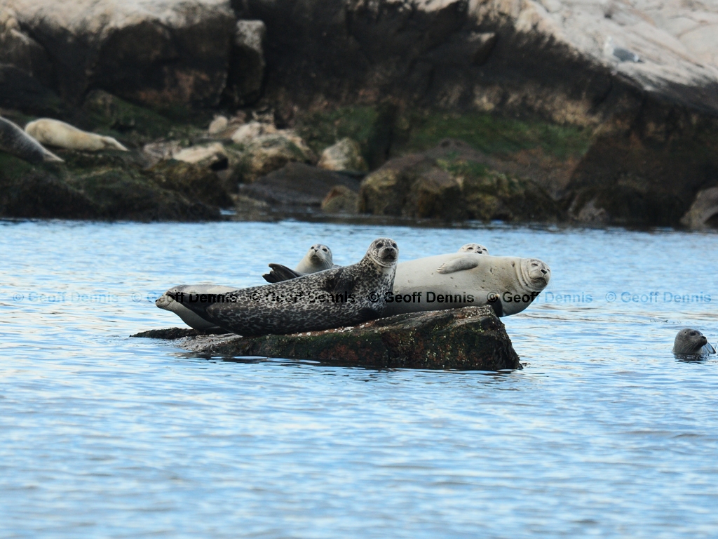 Harbor-Seal-AH