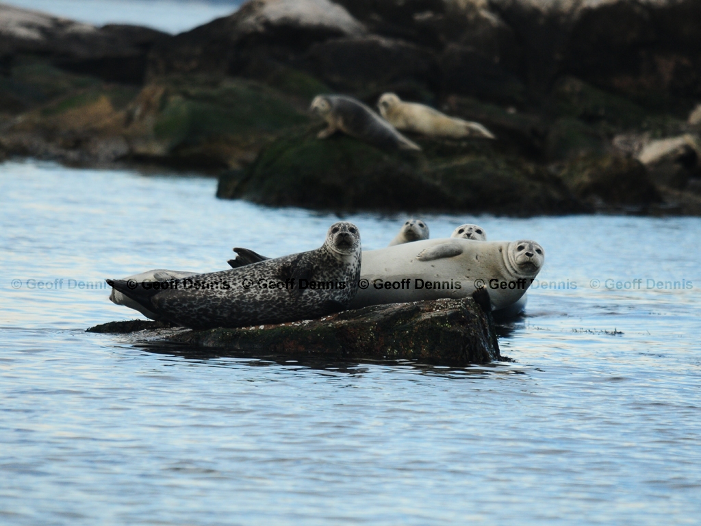 Harbor-Seal-AI