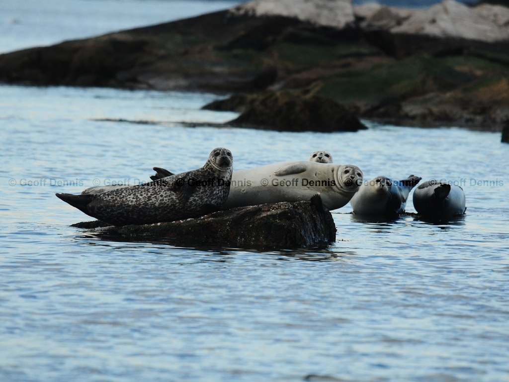 Harbor-Seal-AJ
