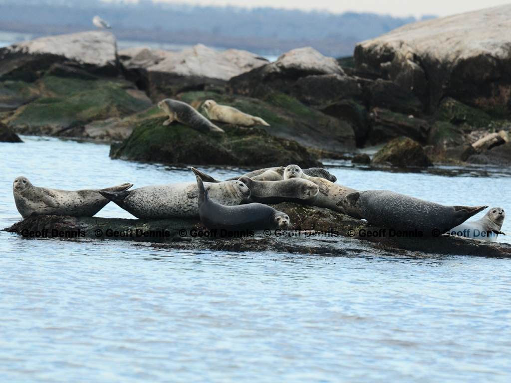 Harbor-Seal-AK