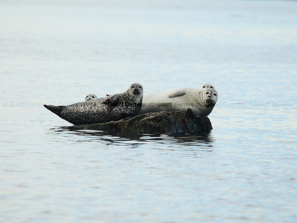 Harbor-Seal-AL