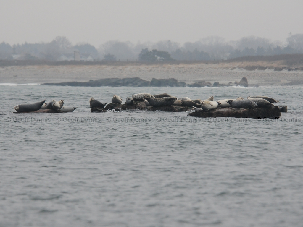Harbor-Seal-AM