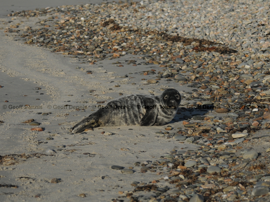 Harbor-Seal-AN