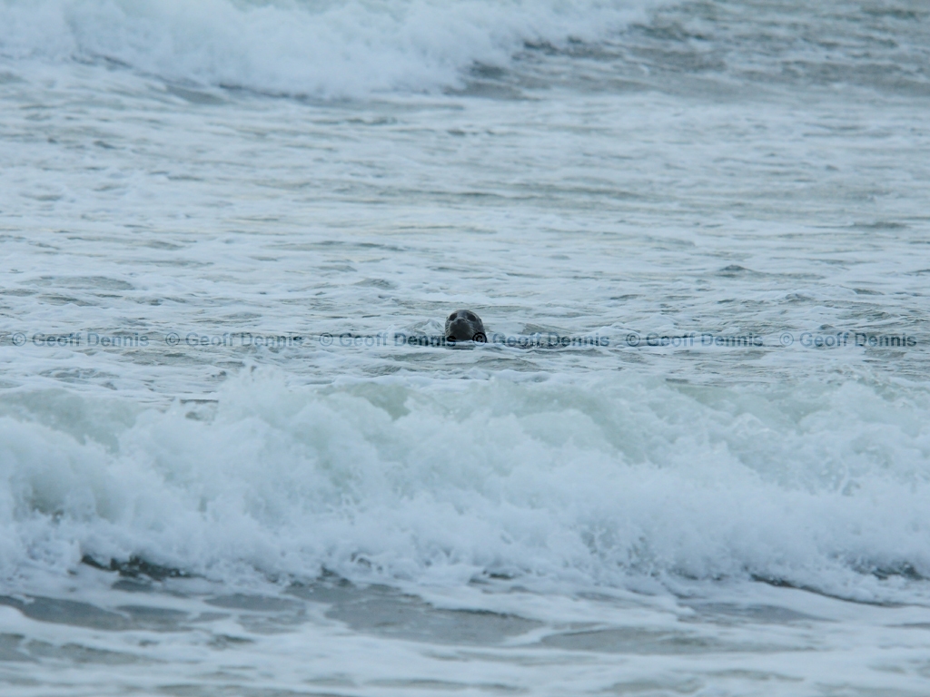 Harbor-Seal-AO