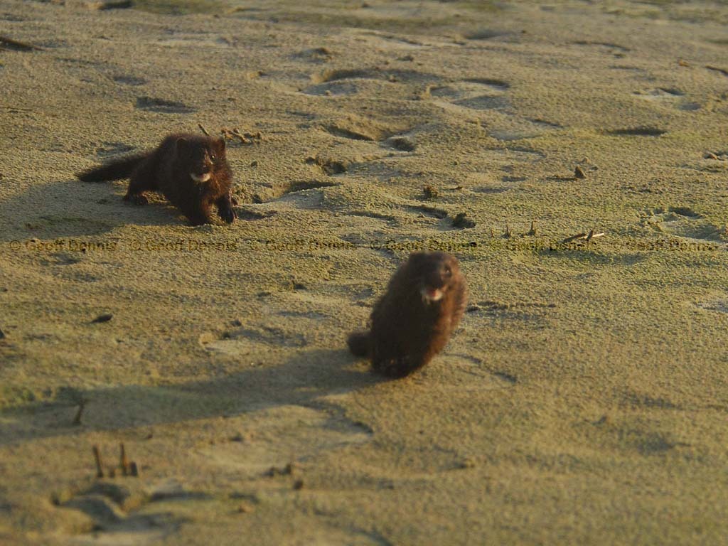 Mink-AE