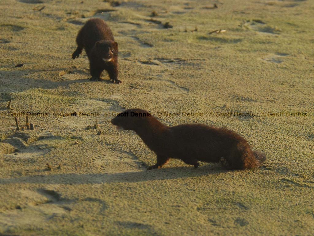 Mink-AF