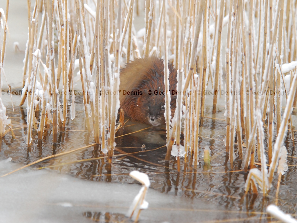 Muskrat-AA