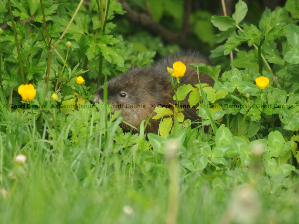 Muskrat-AB