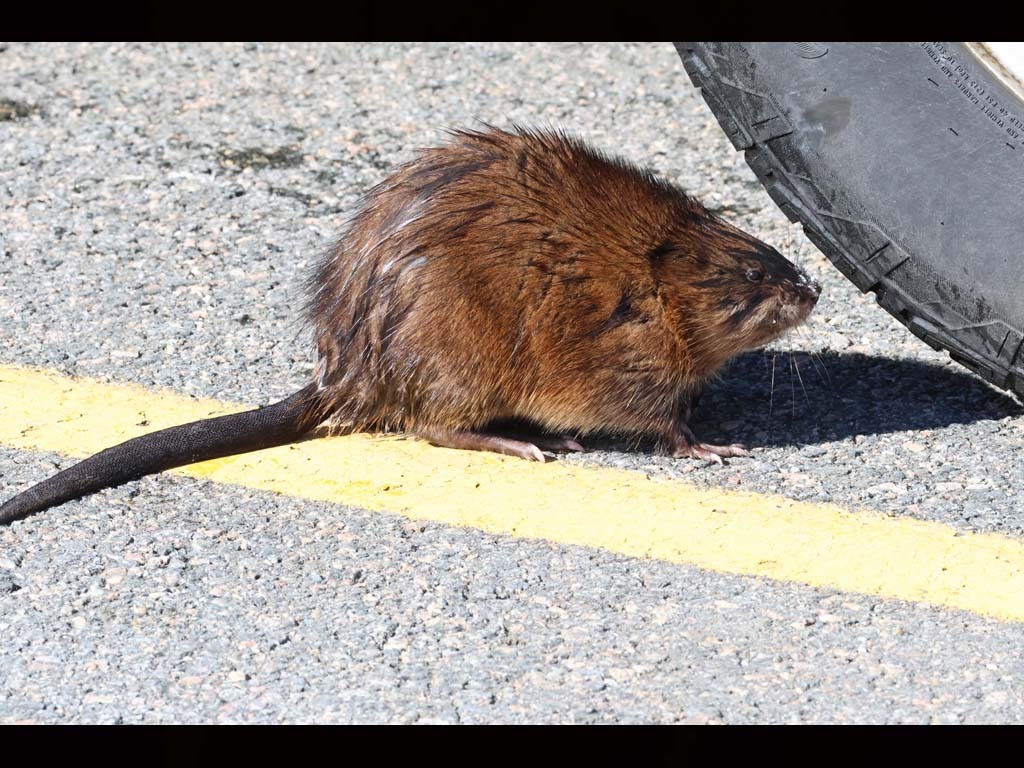 Muskrat-AC