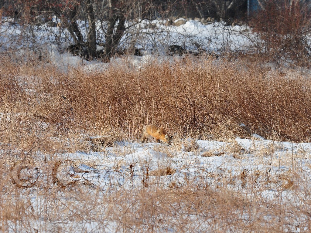 Red-Fox-AA