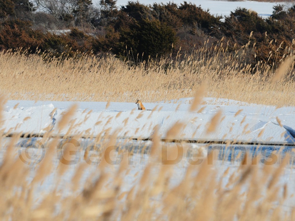 Red-Fox-AB