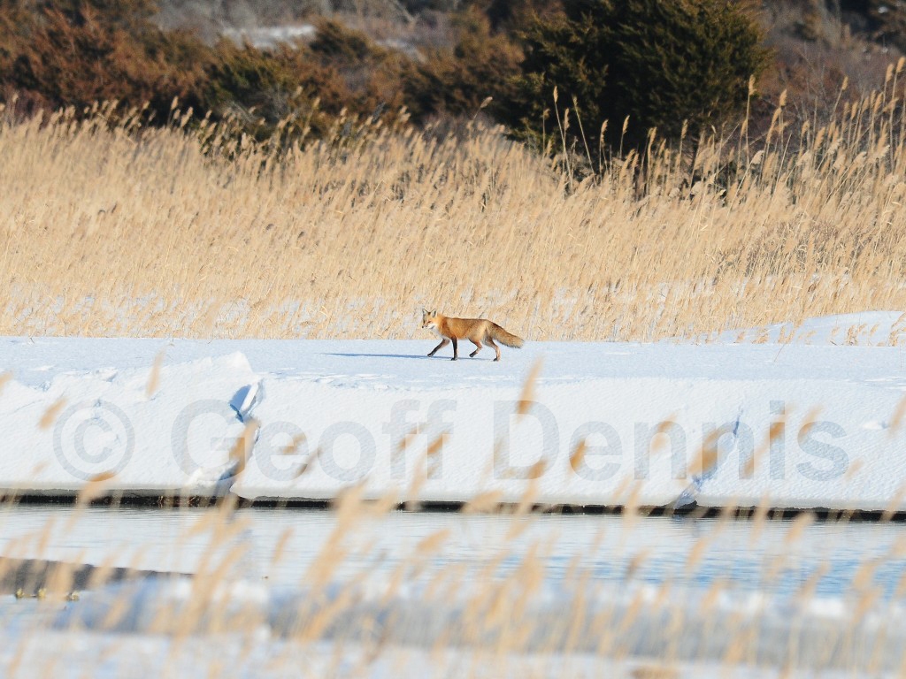 Red-Fox-AC