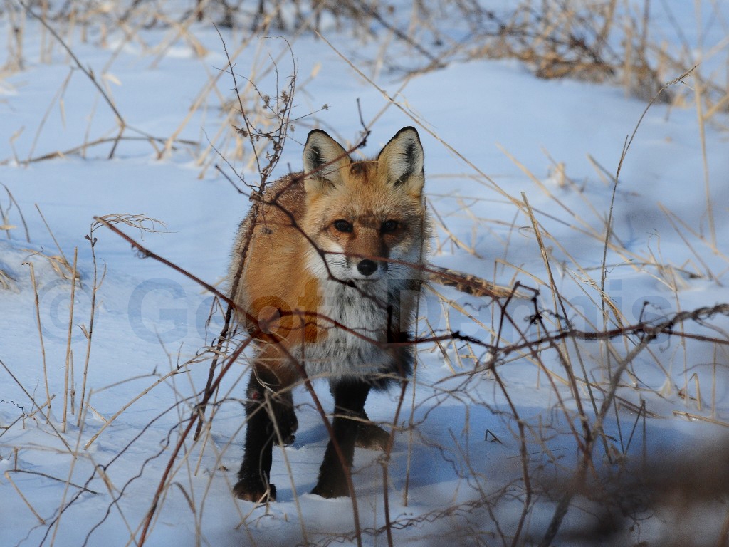 Red-Fox-AD