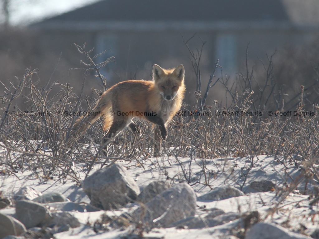 Red-Fox-AF