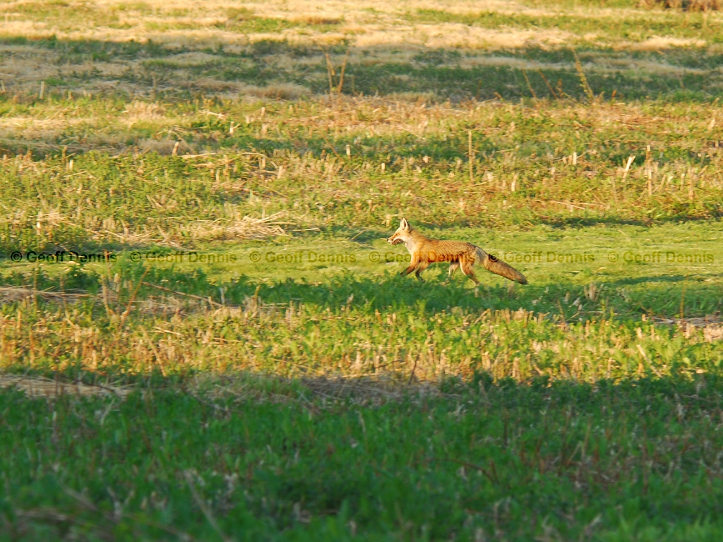 Red-Fox-AG