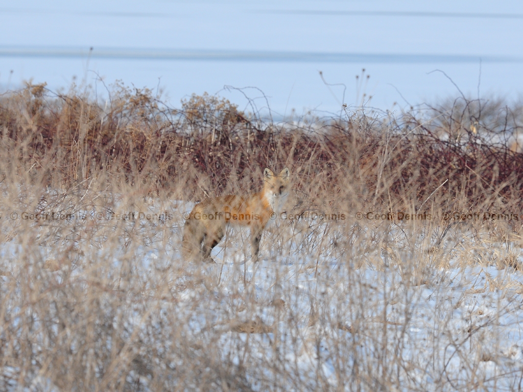 Red-Fox-AH
