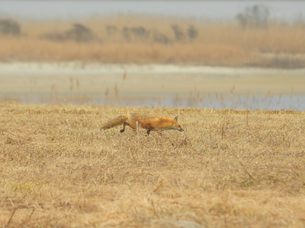 Red-Fox-AI