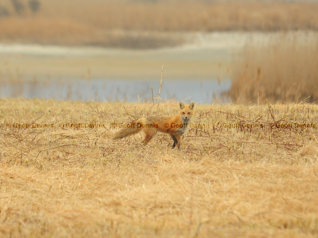 Red-Fox-AJ