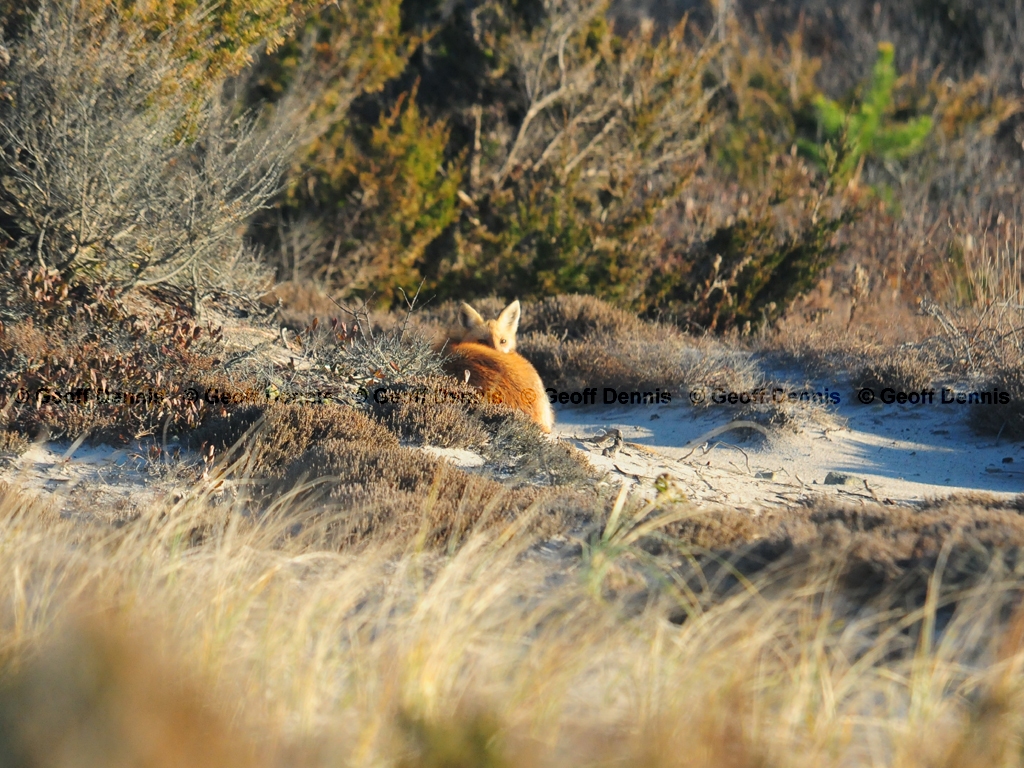 Red-Fox-AK
