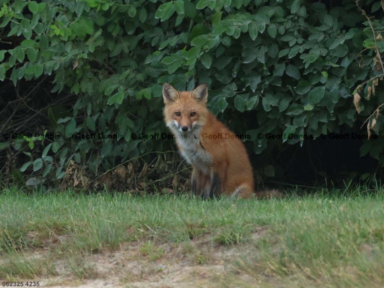 Red-Fox-AL