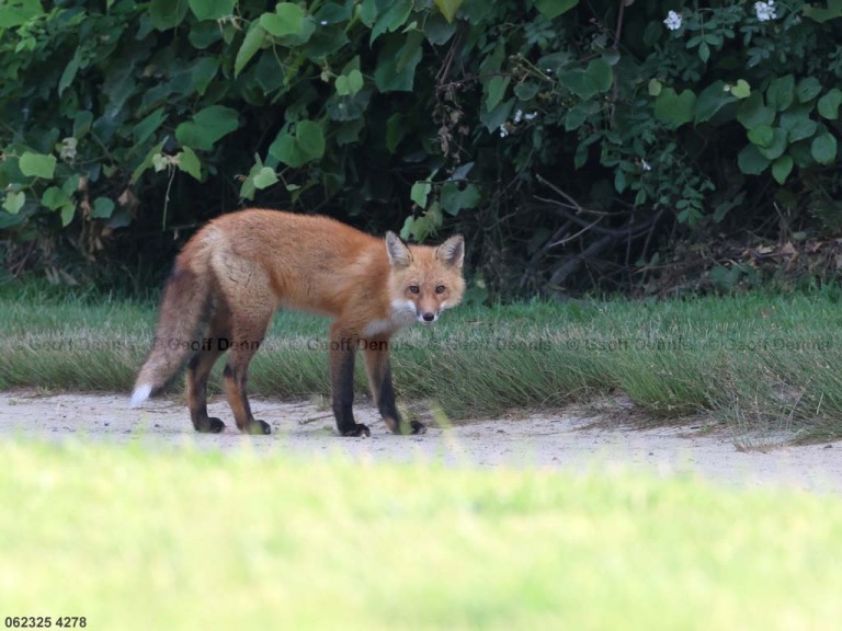 Red-Fox-AM