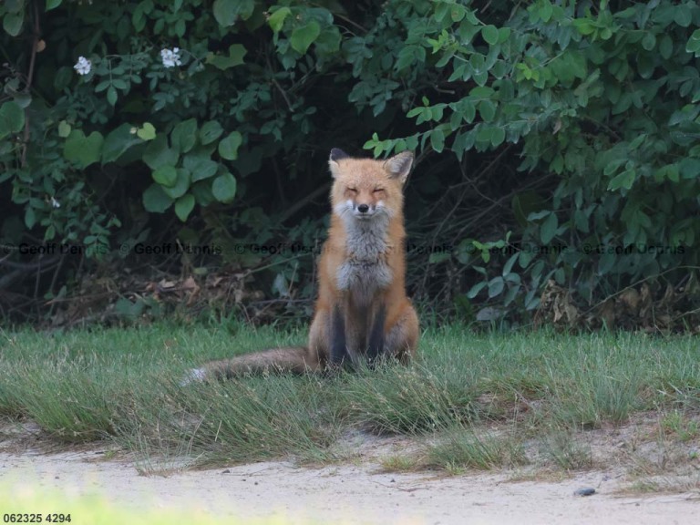 Red-Fox-AN