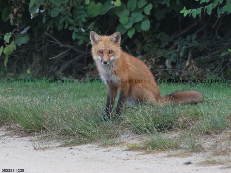 Red-Fox-AO