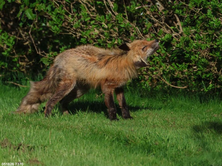 Red-Fox-AP