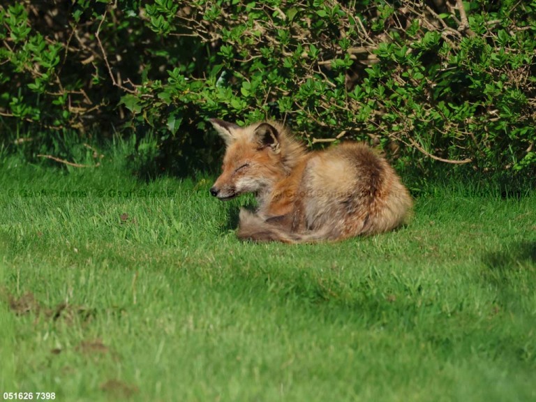 Red-Fox-AQ