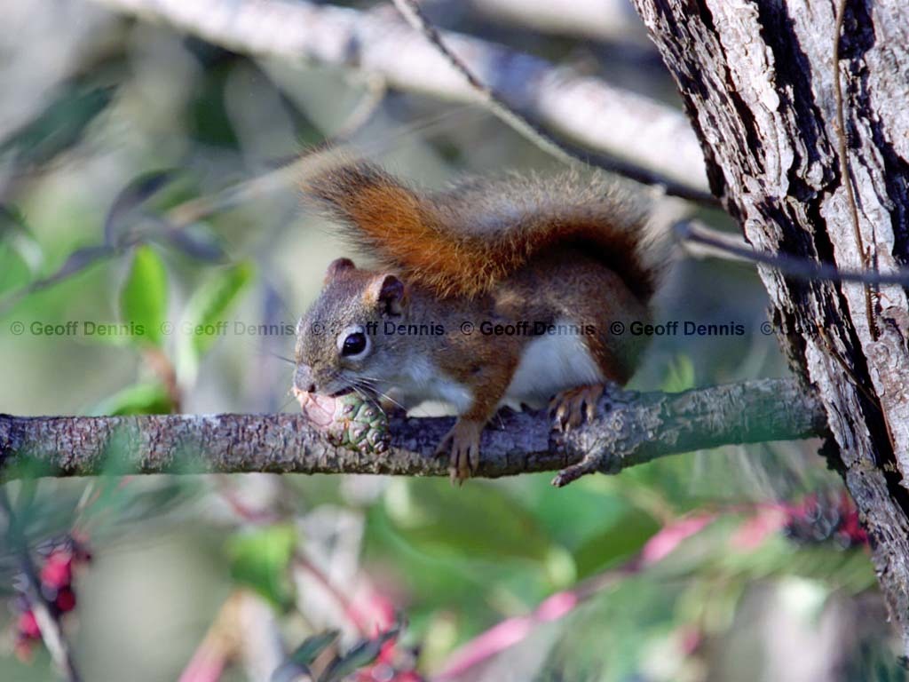 Red-Squirrel-AA