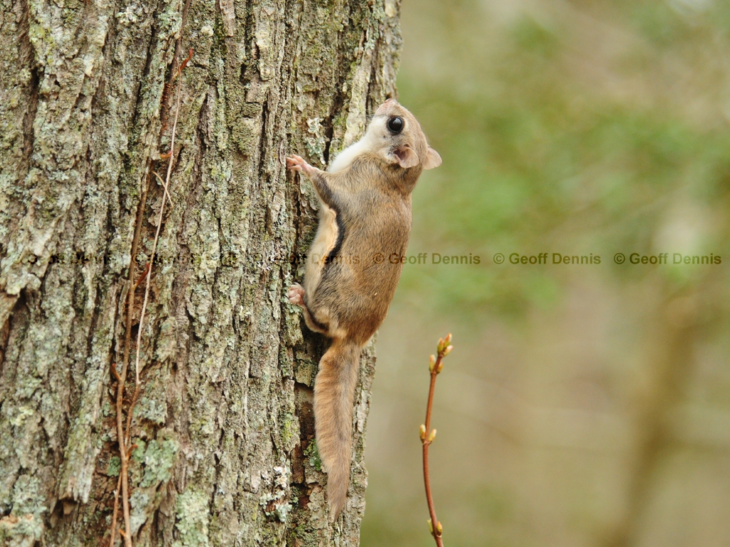 S-Flying-Squirrel-AA