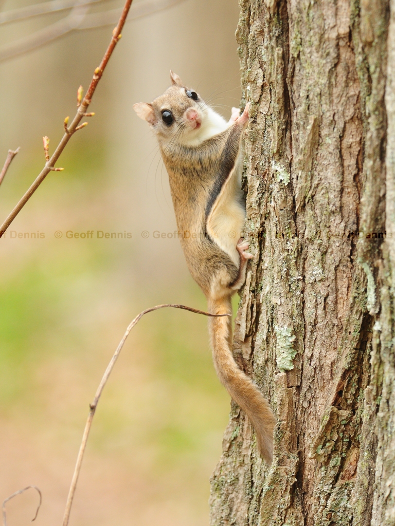 S-Flying-Squirrel-AB