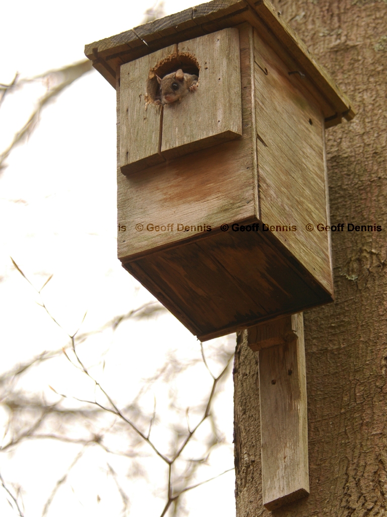 S-Flying-Squirrel-AC