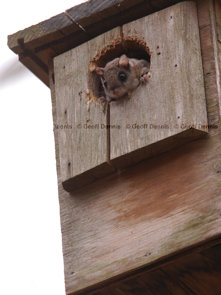 S-Flying-Squirrel-AD