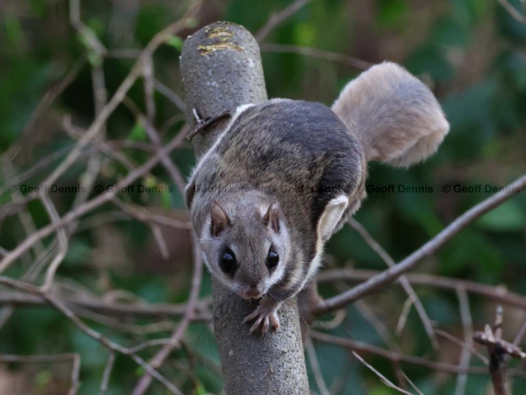 S-Flying-Squirrel-AE