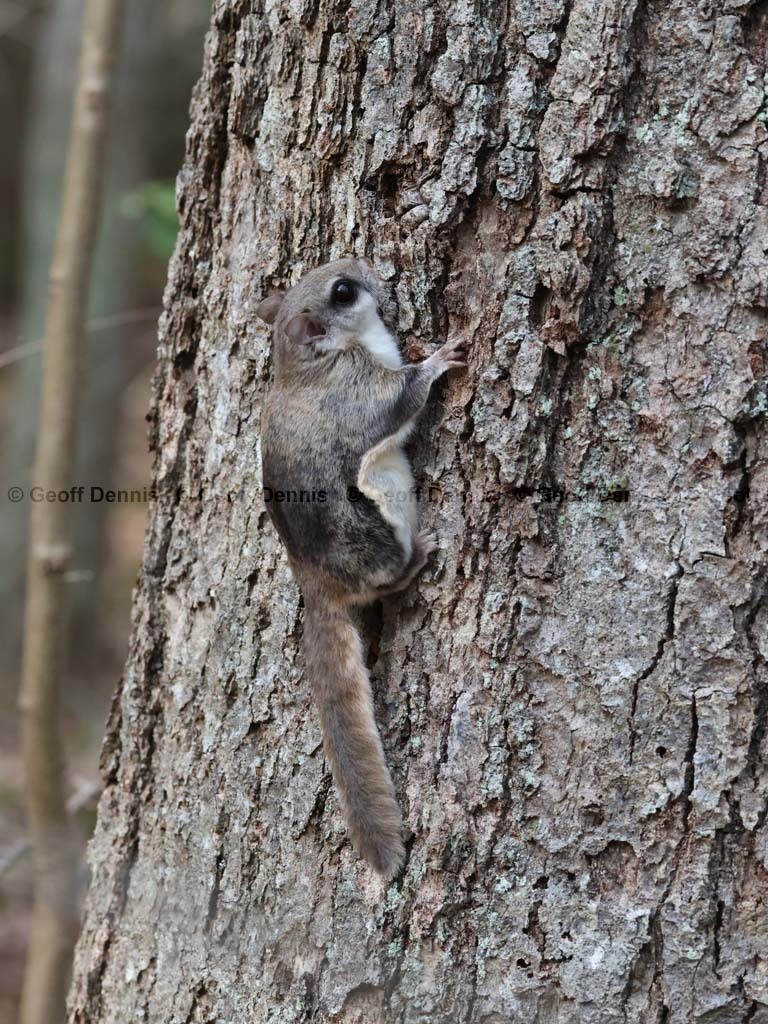 S-Flying-Squirrel-AF