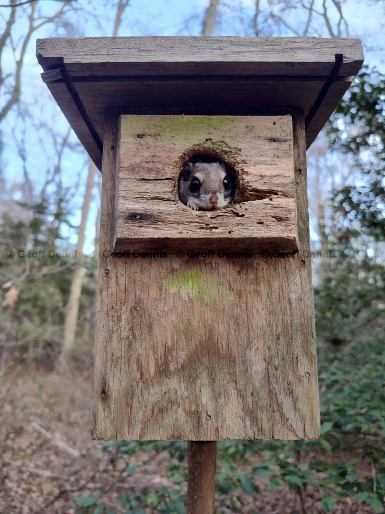 S-Flying-Squirrel-AG