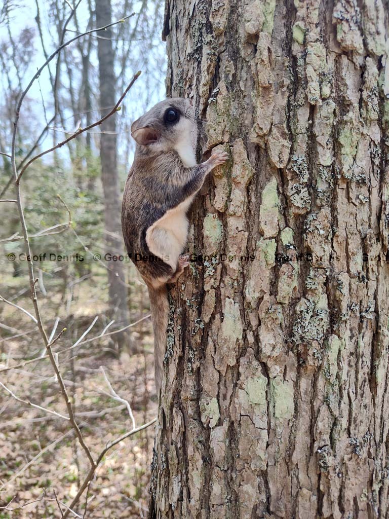 S-Flying-Squirrel-AH